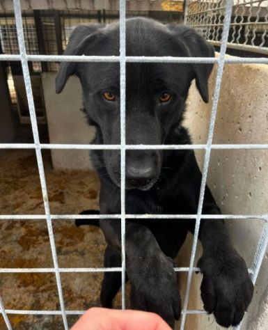 SIRIUS MIX LABRADOR CANE IN ADOZIONE - Foto 6