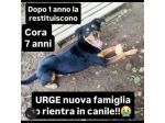 CORA CAGNOLINA IN ADOZIONE