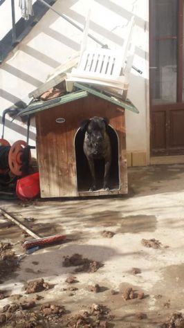 ASIA E RUDY, cani corsi in pericolo - Foto 3