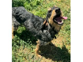 Aramis 5 anni segugio pelo ruvido
