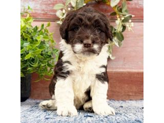 Bellissimi cuccioli di Cane d'acqua Portoghese