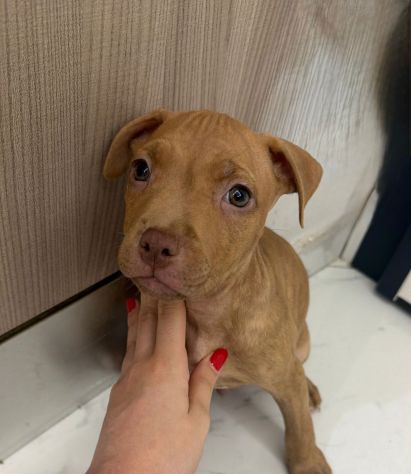 Pit Bull Red nose - Foto 4