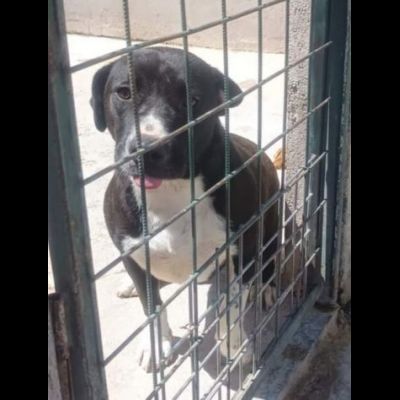 SILVESTRO DOLCISSIMO CANE IN ADOZIONE - Foto 2