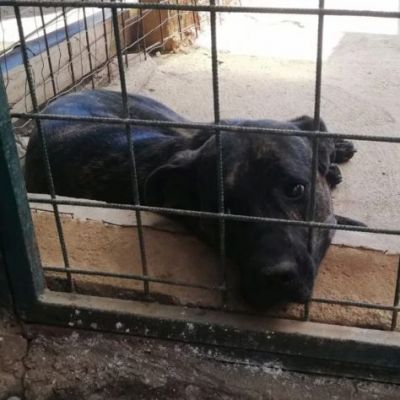 LENNY MAGNIFICA CAGNOLONA IN ADOZIONE - Foto 3
