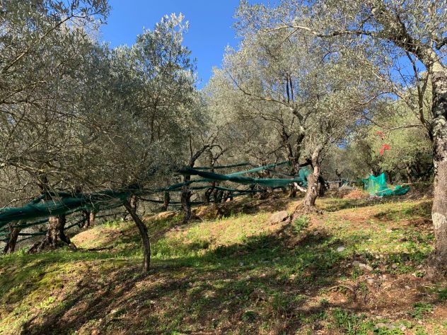Terreno agricolo di 10.000 mq c,a - Foto 5