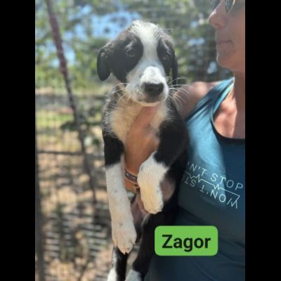 CUCCIOLI IN ADOZIONE ZACK, ZAGOR, ZAIRA. - Foto 4