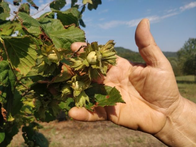 NOCCIOLE Casa e Spazi per Ulteriori Esigenze - Foto 8