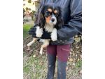 Cucciolo maschio di Cavalier King Charles Spaniel