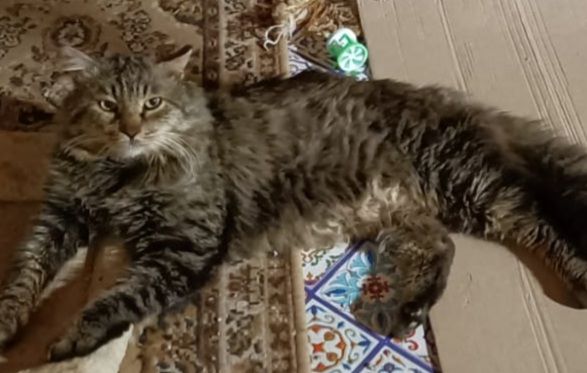 Micione tigrato pelo lungo mollato oltre 1anno fa Fiv+.CATANIA - Foto 4