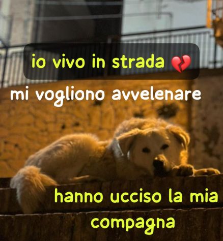 BARNY CUCCIOLO 11 MESI taglia media grande VIVE IN STRADA