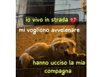 BARNY CUCCIOLO 11 MESI taglia media grande VIVE IN STRADA