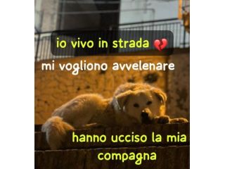 BARNY CUCCIOLO 11 MESI taglia media grande VIVE IN STRADA