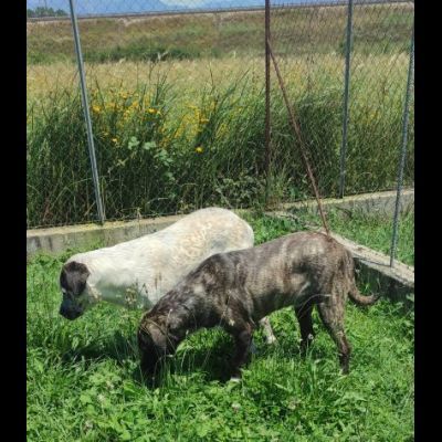 JAGO GIOCHERELLONE ED ALLEGRO CANE IN ADOZIONE - Foto 6