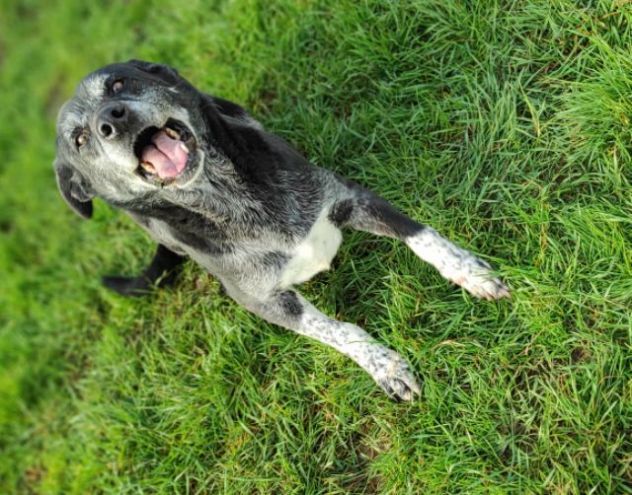 TIMIDO E PACATO CAGNOLINO IN ADOZIONE - Foto 8