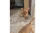 Pinscher