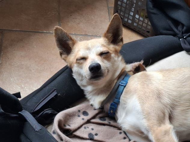 Milo, cagnolino con carattere complicato cerca persona esperta e paziente - Foto 6
