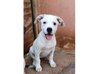 Milo e Ricky dolcissimi cuccioli in adozione