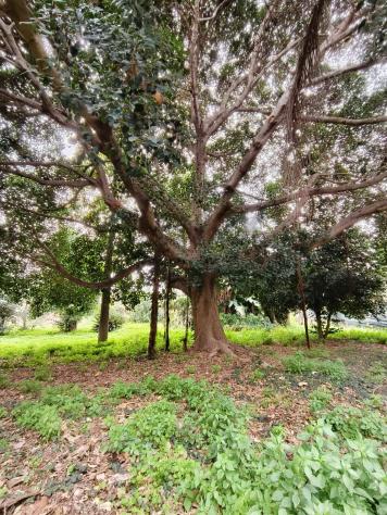 Villa o villino in vendita a Acireale, Santa Maria Ammalati - Foto 14