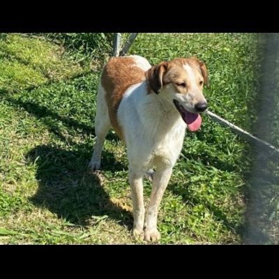 ELVIS E COOKIE CAGNOLINI IN ADOZIONE - Foto 7