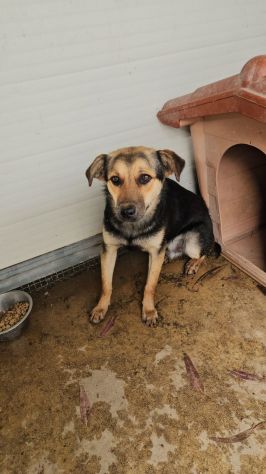 Andrea: 2 anni, taglia media, timido e dolce