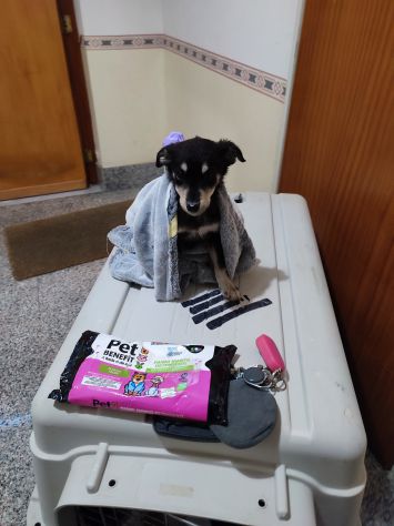 Regalo cucciola incrocio pastore tedesco - Foto 4