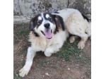 CANE IN ADOZIONE: PEGGY