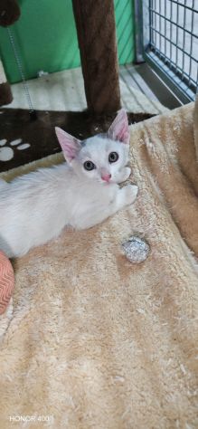 Cocco, dolce gattino cerca casa - Foto 2