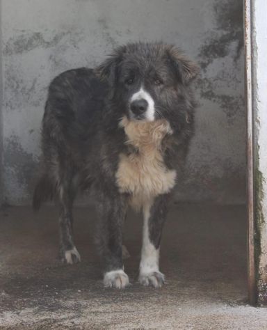 BETTY 5 ANNI 25/30 KG circa - Foto 2