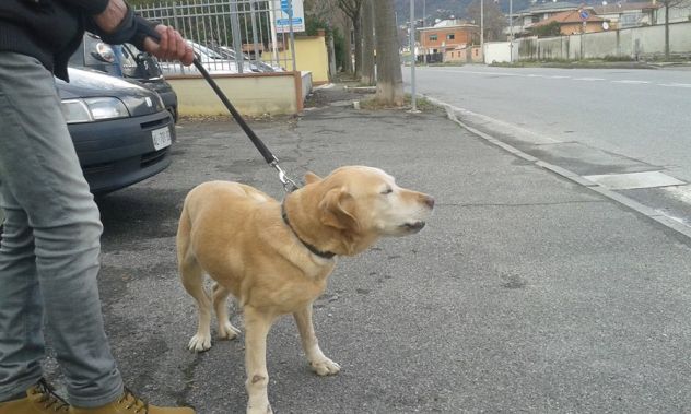 LAIKA, labrador dolcissima cerca casa - Foto 2