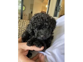 BARBONCINO NANO CUCCIOLO - BARBONCINI NANI CUCCIOLI NERI pag. dilazionato