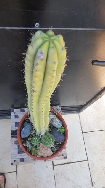 Cactus Piante Grasse - Trichocereus Pachanoi - Foto 4