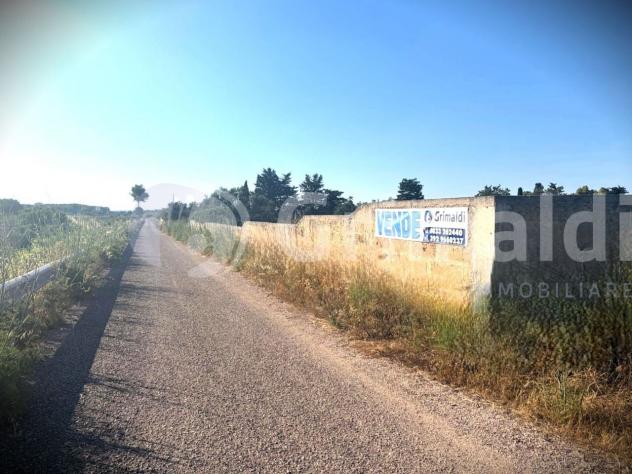 Uliveto in vendita a Gallipoli