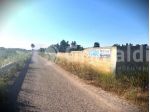 Uliveto in vendita a Gallipoli