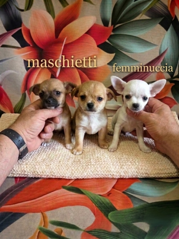 Chihuahua toy