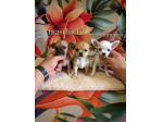 Chihuahua toy