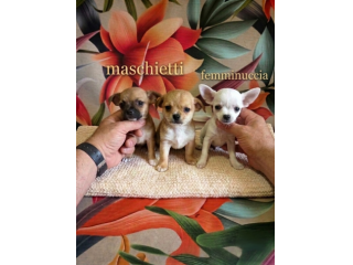 Chihuahua toy
