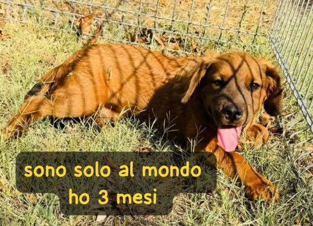 Ted – cucciolo 3 mesi, rimasto solo al mondo Ora è in canile. - Foto 3
