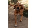 Segugina color miele 7anni tanto sfortunata..da cucciola in 1canile di 2000cani!