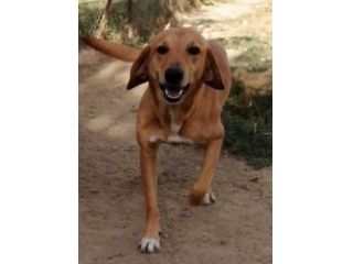 Segugina color miele 7anni tanto sfortunata..da cucciola in 1canile di 2000cani!