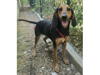 Urania 3 anni segugio italiano