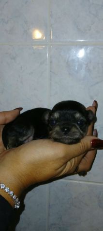 Cuccioli di chihuahua toy - Foto 4
