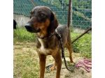MELAMPO, TIMIDO E REMISSIVO,  CAGNOLINO DA ADOTTARE