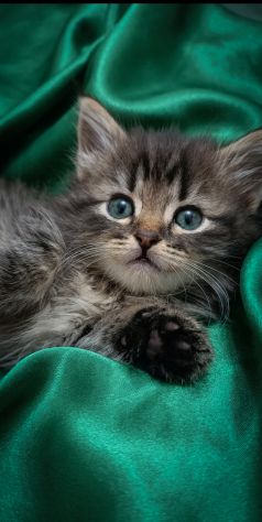 Bellissimi gattini Siberianiani pedigree Enfi - Foto 8