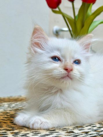 cucciolo di ragdoll - Foto 2
