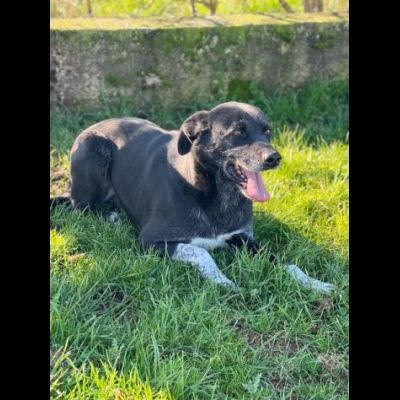TIMIDO E PACATO CAGNOLINO IN ADOZIONE - Foto 5