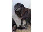 COCO 10 ANNI taglia media IN CANILE