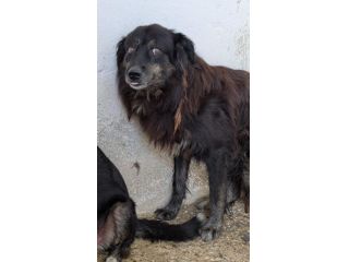 COCO 10 ANNI taglia media IN CANILE