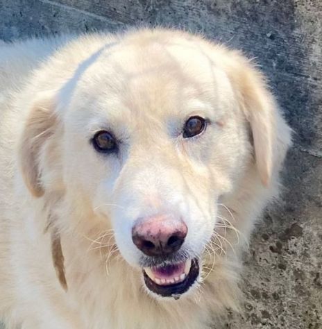 TERENCE UN CUORE DA SALVARE CANE IN ADOZIONE - Foto 2
