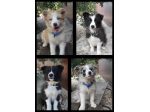 Bellissimi cuccioli di Border collie