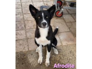 AFRODITE